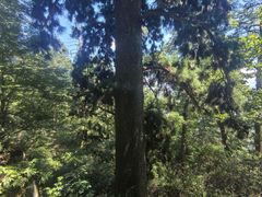 -天目山大树王景区