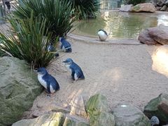 -费瑟代尔野生动物园