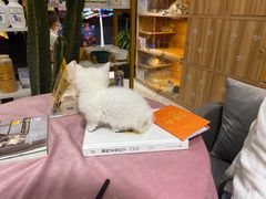 -喵百万·布偶·蓝金金渐层英短·猫舍(百子湾店)