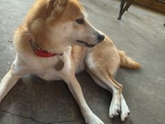 -柴犬高等学院·狗咖·柴犬售卖·宠物训练