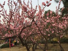 -北京鹫峰国家森林公园