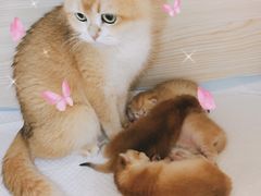 -十年猫舍·猫咪专门店(普陀店)