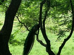 -北京麋鹿生态实验中心