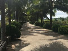 -亚龙湾国际玫瑰谷