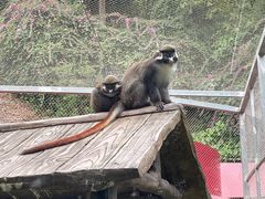 -深圳野生动物园