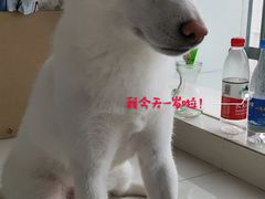 -艾贝尔宠物医院 ·内科全科(梁溪路店)