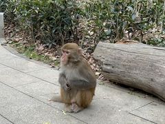 -黔灵山公园