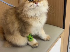 -瑞派康怡24h宠物医院·犬猫医疗中心·微创绝育(瑞景分院)