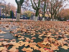 -九龙餐厅(大沽路店)