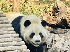 -五龙山野生动物王国