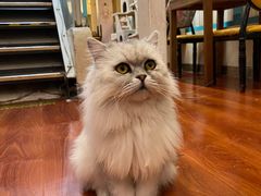 -猫小院猫主题咖啡厅(北锣店)