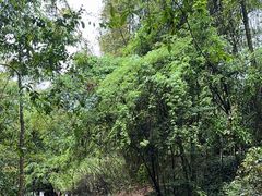 -武夷山风景名胜区-虎啸岩
