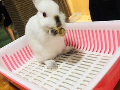 -藦茜花园宠物主题亲子互动体验馆(国顺东路店)