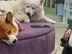 -怪兽屋·羊驼·猫咖·狗咖(俊华广场店)