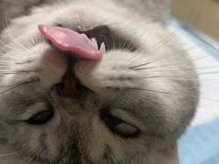 -乐琪宠物医院·犬猫专科·骨外科·急重症