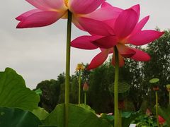 -白洋淀景区