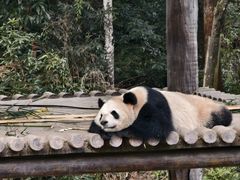 -中国大熊猫保护研究中心雅安碧峰峡基地