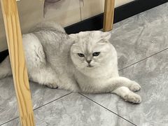 -芭比堂动物医院·24小时·眼科中心(深圳中心)