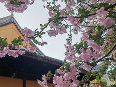-龙华寺