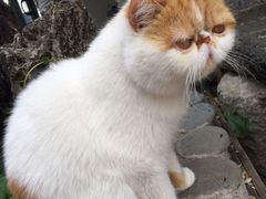 -喵屿·大理花园猫咖