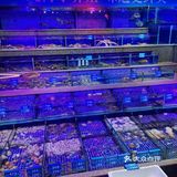 好吃[鼓掌]每逢周末胖五斤~蒸海鲜是真好吃 ❗就是地址太远喏[疑问]