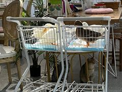 -共舞时光猫咖·狗咖(新街口店)