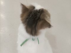 -共舞时光猫咖·狗咖(新街口店)