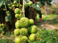 -华侨城湿地公园