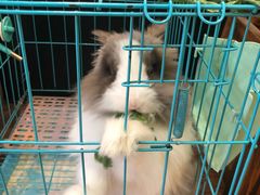 -志龙皇冠吃货椰子铺