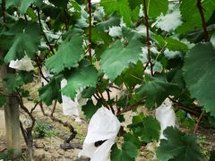 -马陆小张葡萄园农家乐