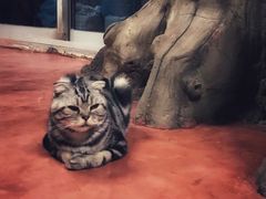 -猫猫幼稚园·撸猫·桌游·电玩
