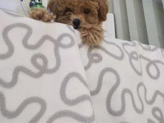 -芭比堂动物医院·犬猫全科·异宠专科(雁塔分院)