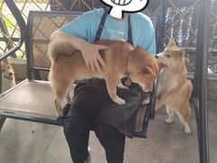 -柴犬高等学院·狗咖·柴犬售卖·宠物训练