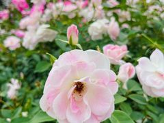 -人民公园(罗湖区)