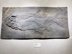 -柳州白莲洞洞穴科学博物馆