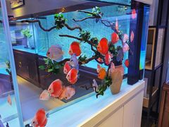 -保定市花鸟鱼虫市场