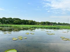 -荷塘月色湿地公园·向阳花洲