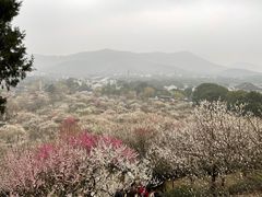 景点-香雪海