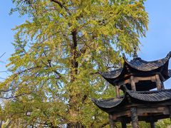 -千年银杏谷文化旅游区
