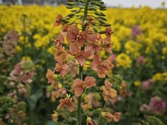 -中国天府农业博览园