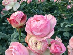 -人民公园(罗湖区)