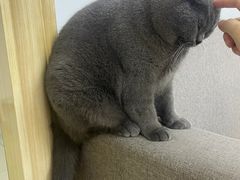 -申普宠物医院·心脏介入·心血管微创(总院)