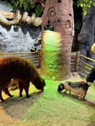 -Zoolung Zoolung动物主题公园(海信广场店)