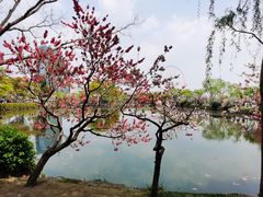 -无锡蠡湖国家湿地公园-蠡园