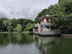 -金花茶公园