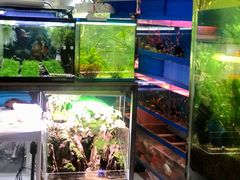-双季花艺园艺市场(浦东店)