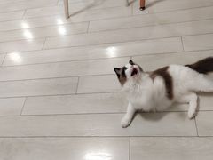 -喵的天空名猫咖啡馆·撸猫·猫舍·用品