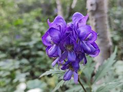 -白草畔自然风景区