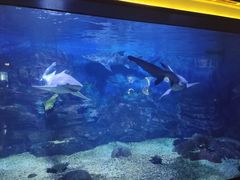 -烟台海昌鲸鲨海洋公园