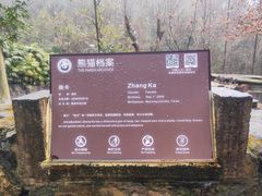 -都江堰中华大熊猫苑